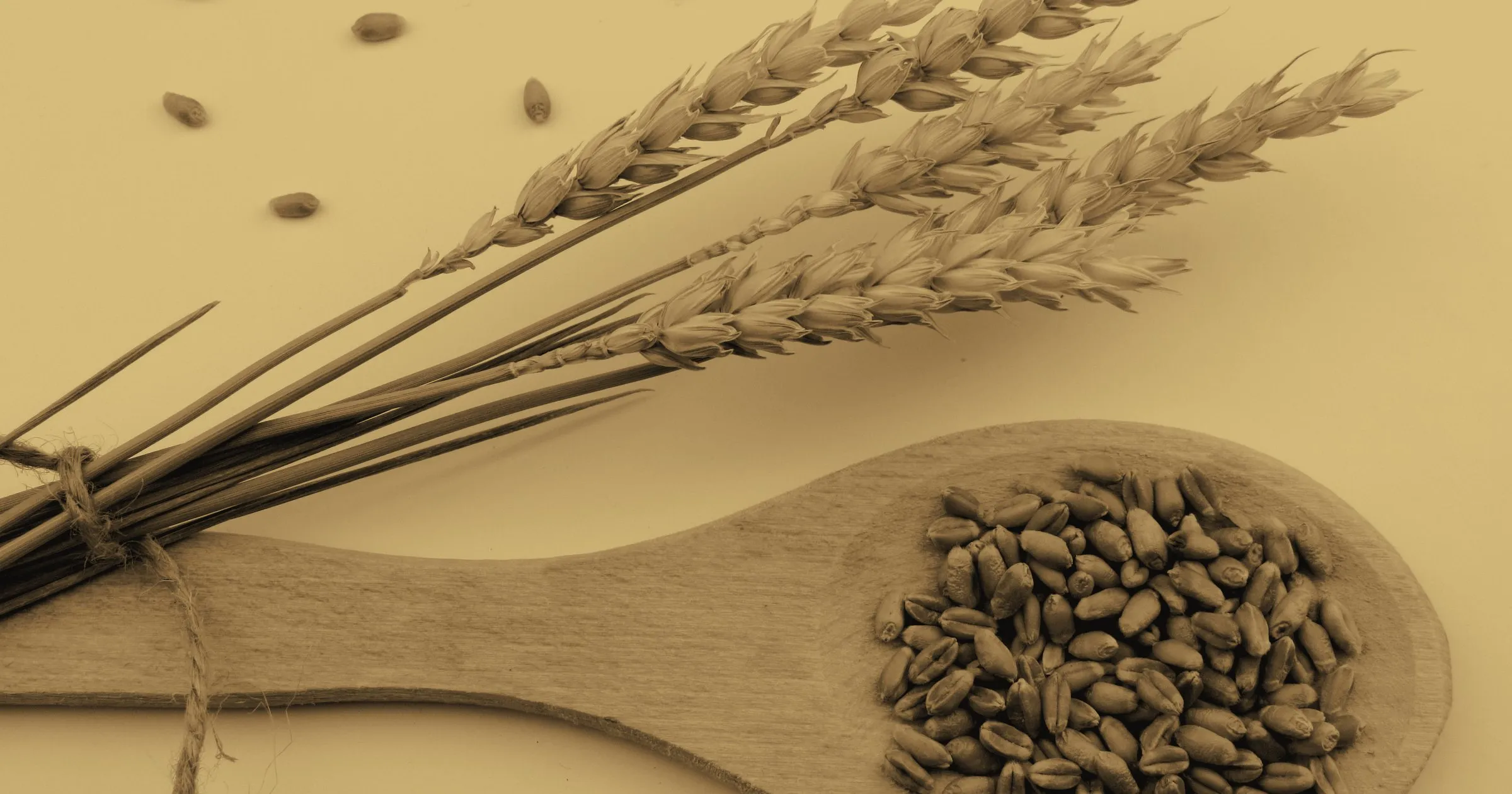 Ears of wheat beside a wooden spoon of gathered grain