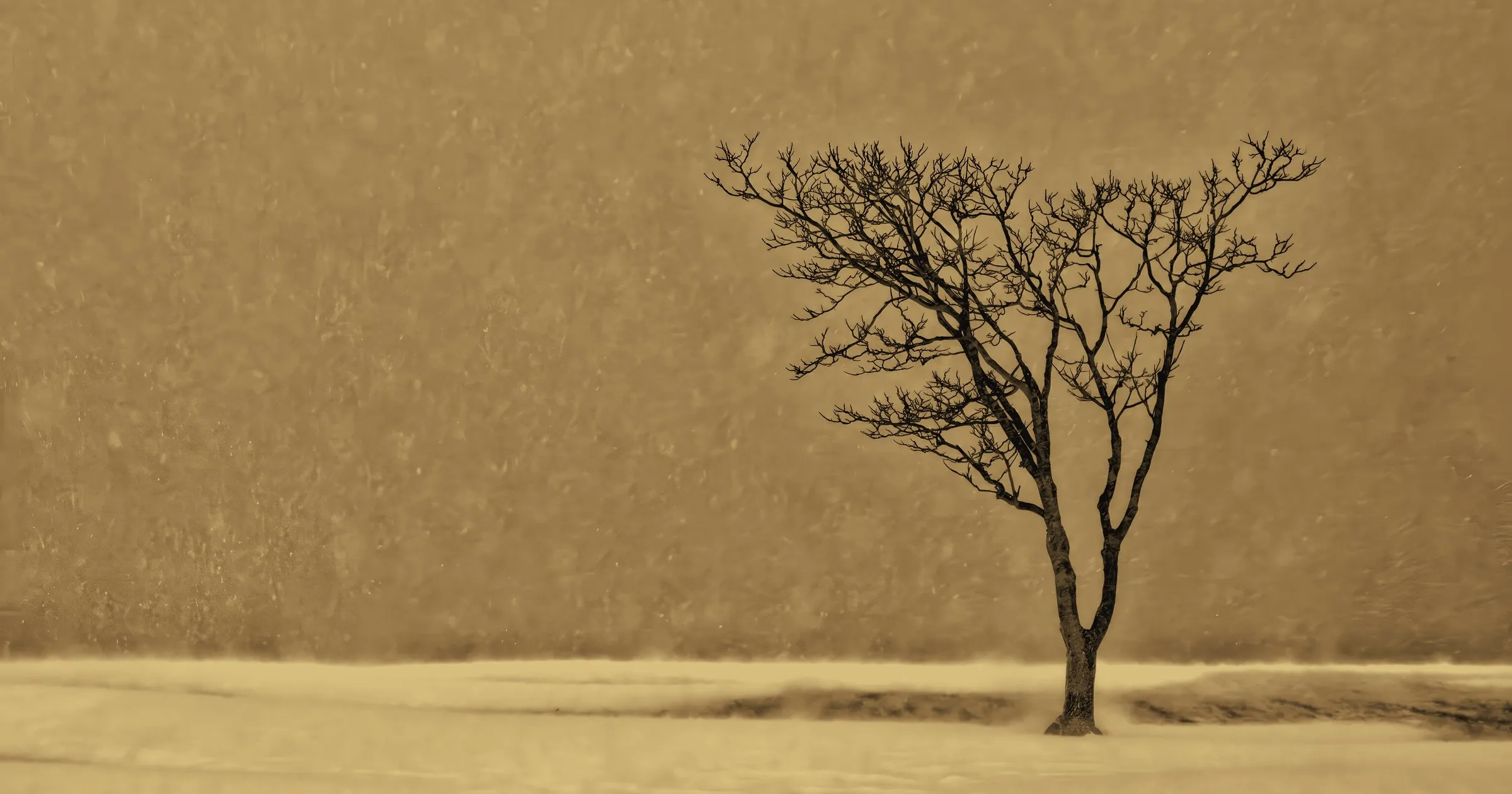 A lone bare tree in a snowstorm