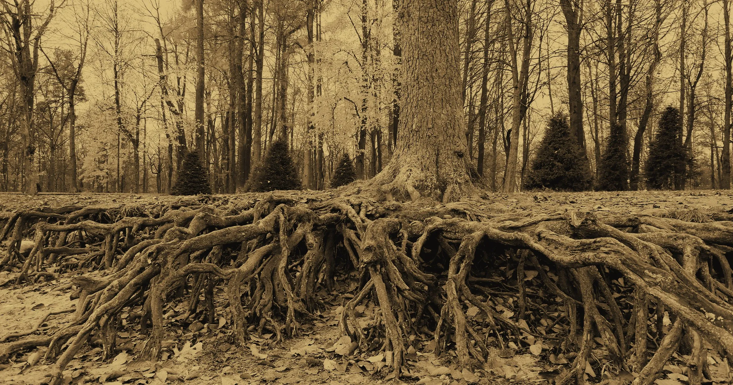 A tree whose roots spread wide across the forest floor