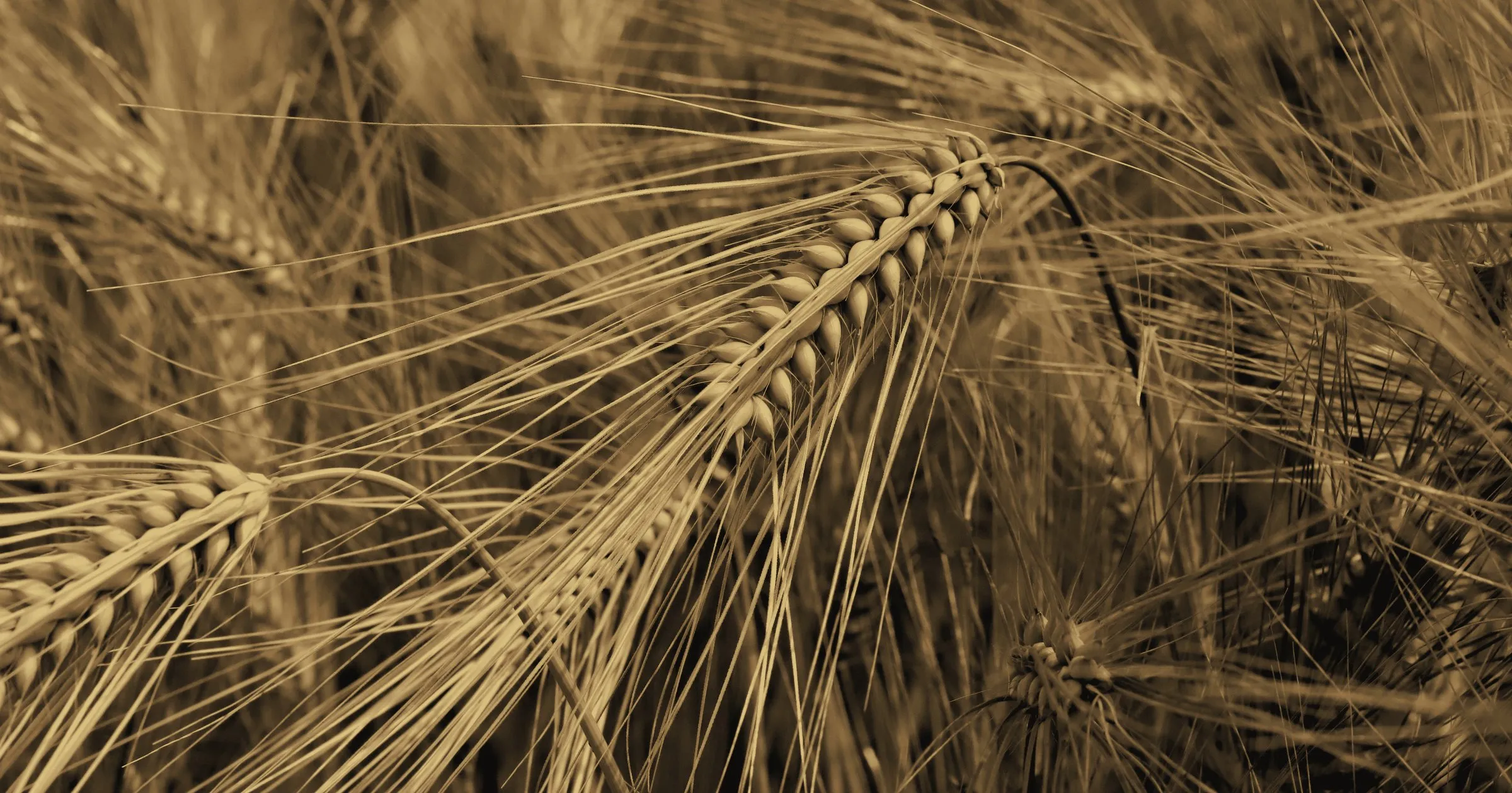 Ears of barley in close-up