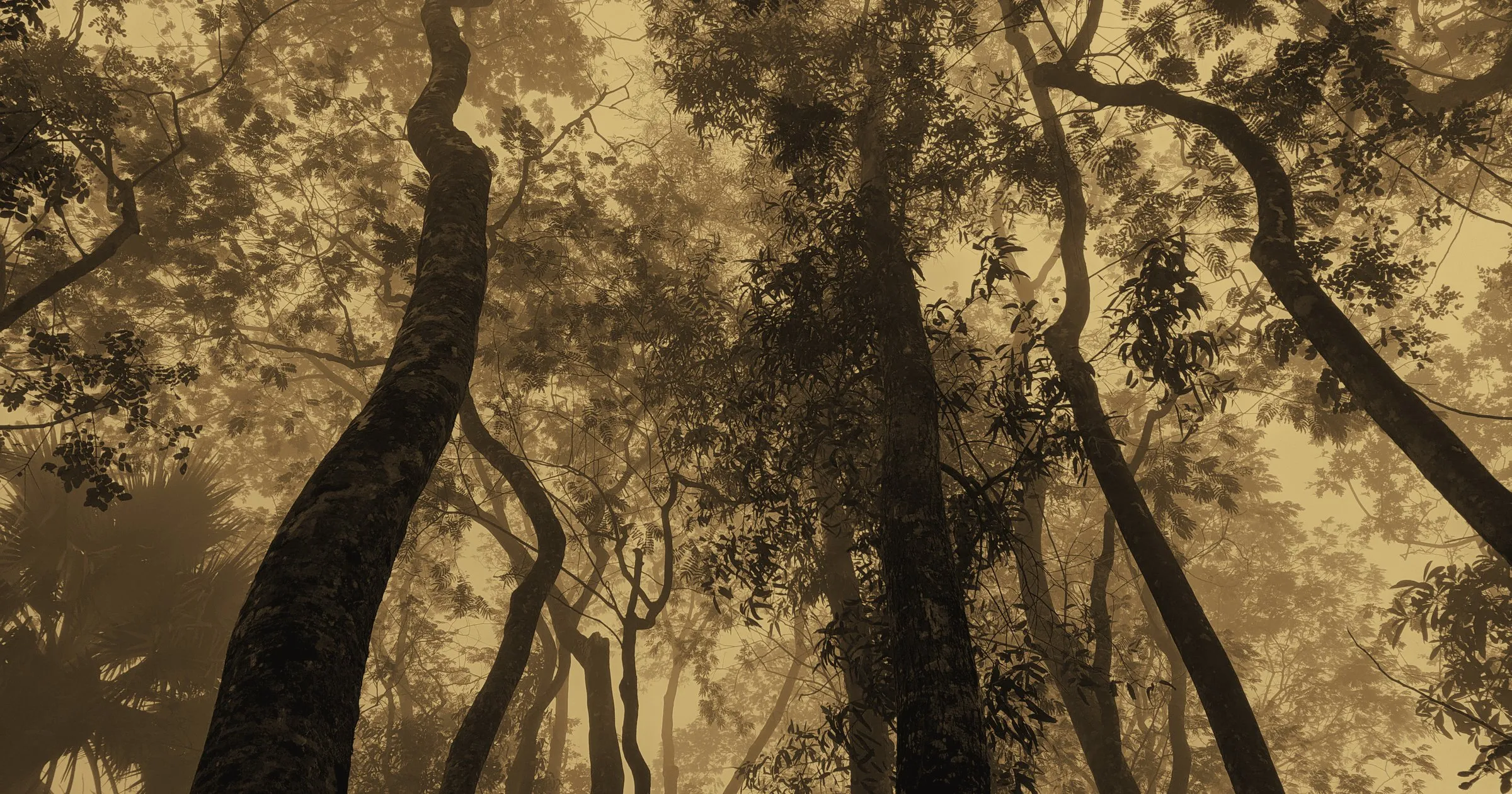 Tall forest trees rising into mist, seen from below