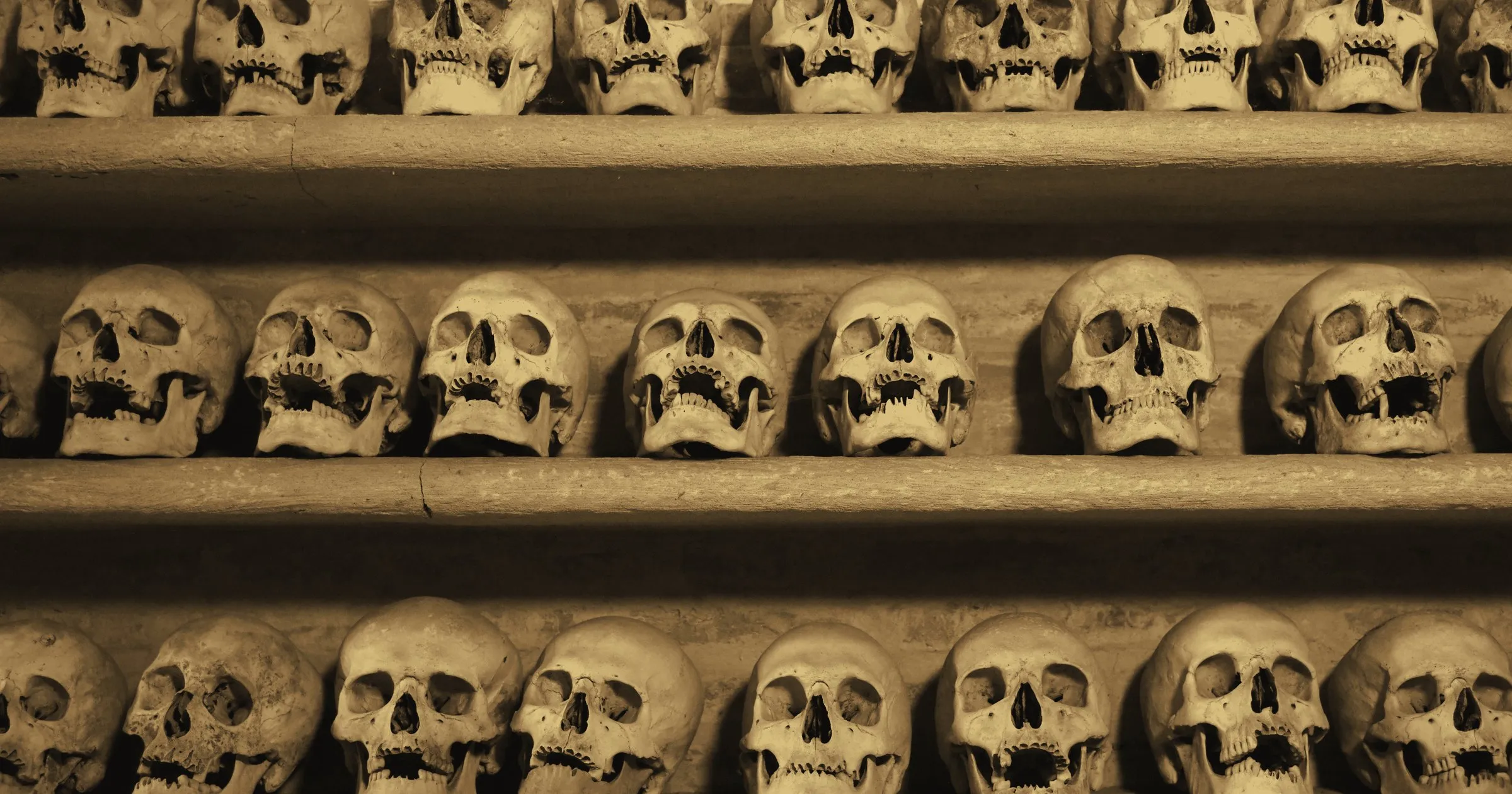 Rows of human skulls arranged on shelves in a collection