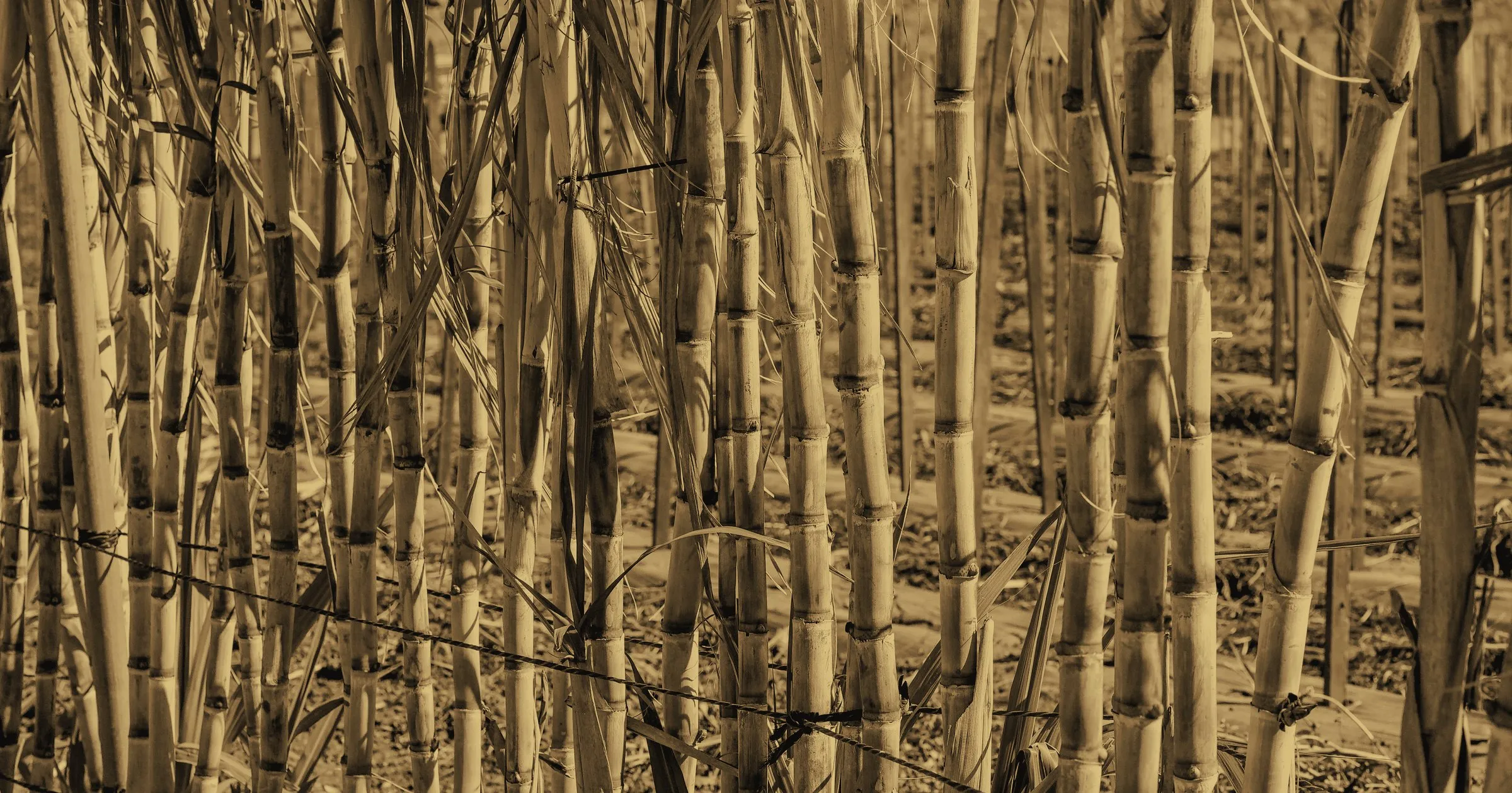 Dense stalks of sugar cane growing in a field