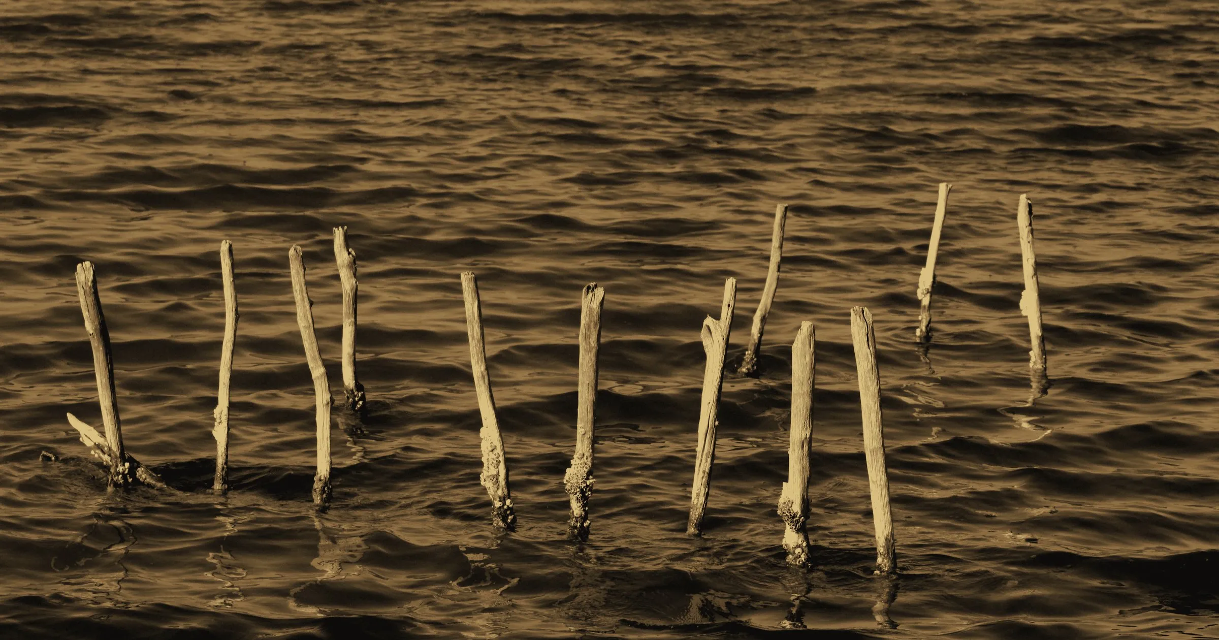 Wooden stakes rising out of shallow, rippling water